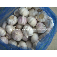 New Crop Best Chinese Garlic (10kg Mesh Bag)